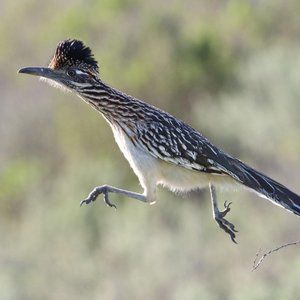 Meet your Posher, Feather Brain